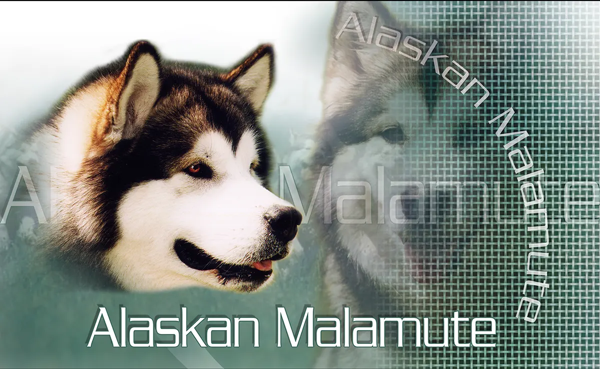 Malamute