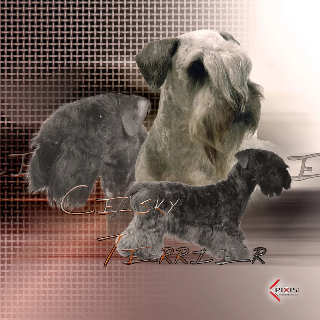 plaque attention chien cesky terrier