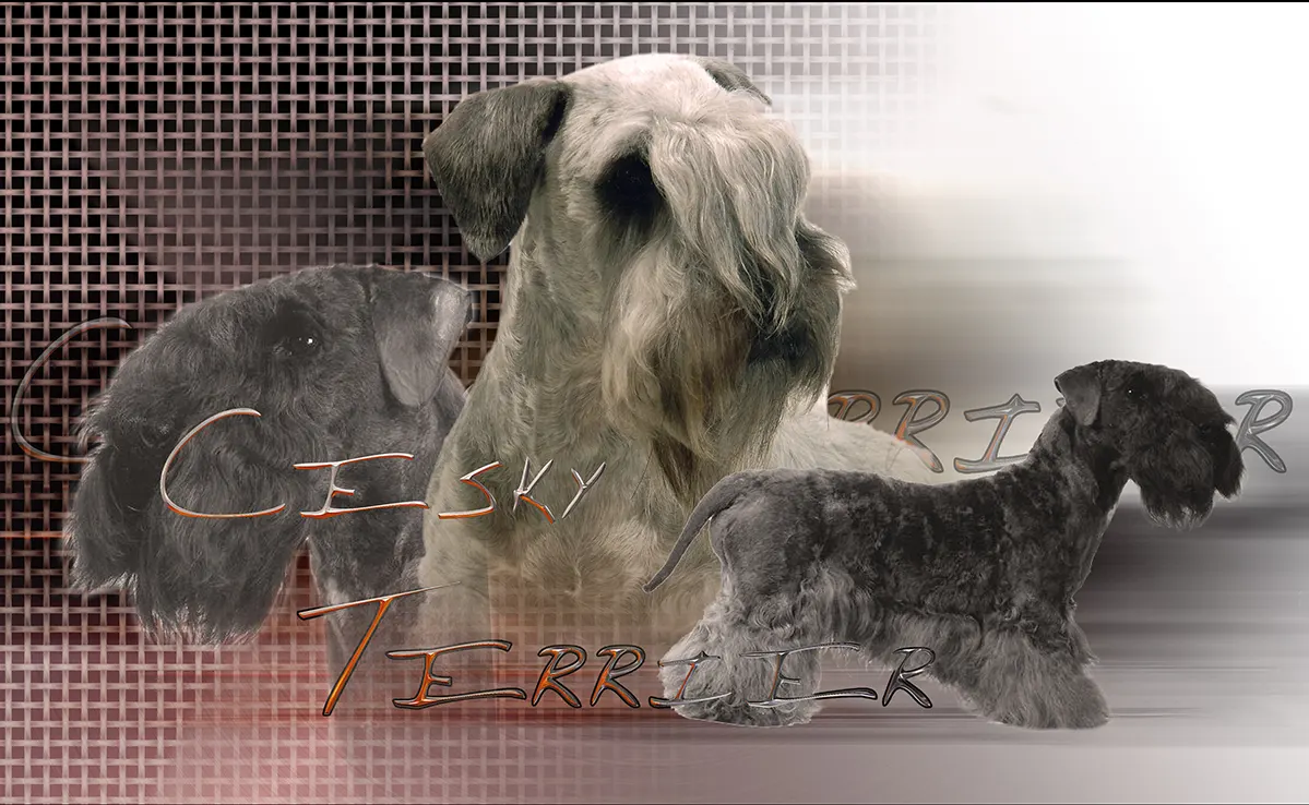 Cesky Terrier