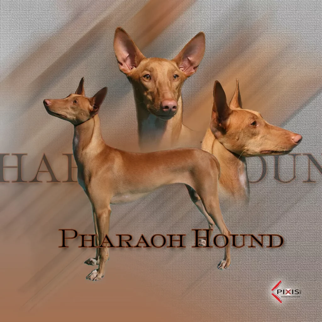 plaque attention chien levrier du pharaon