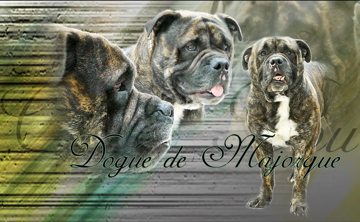Dogue De Majorque