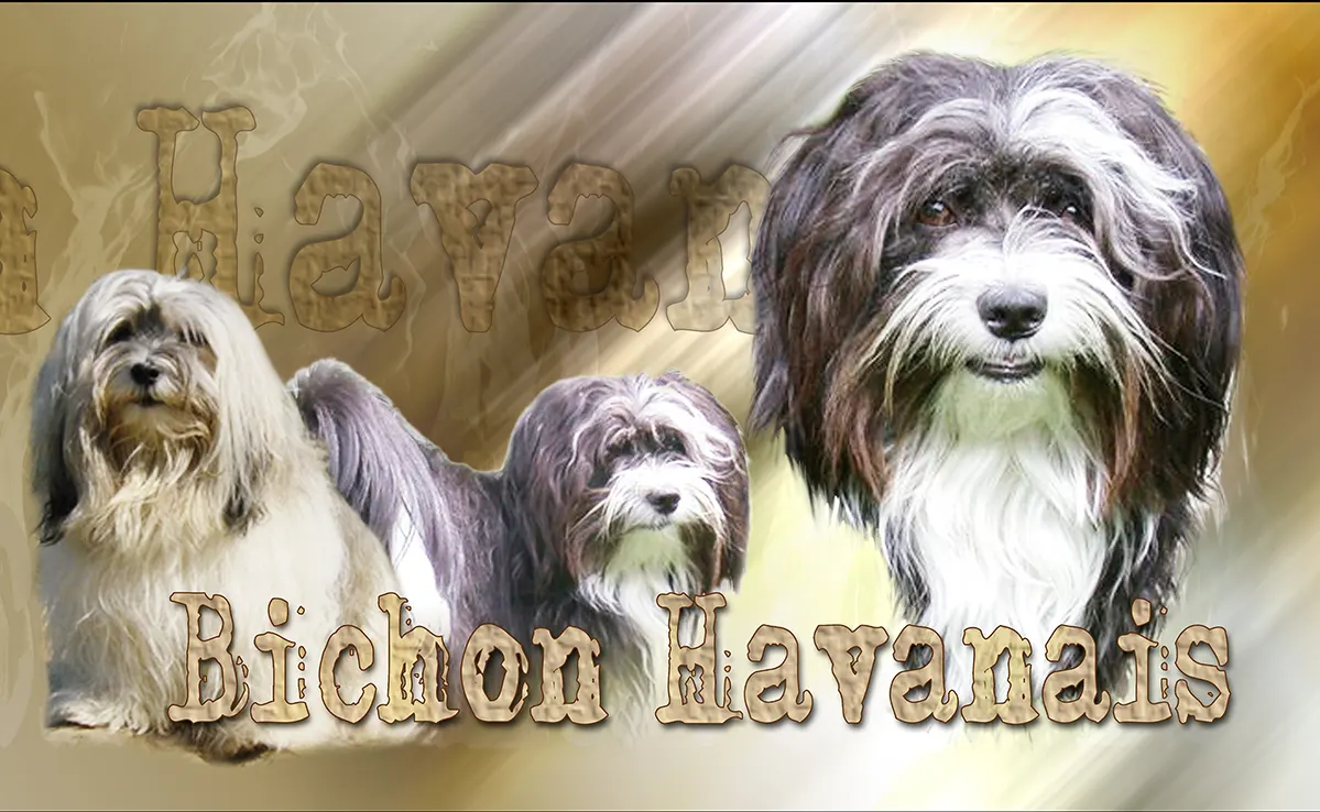 Bichon Havanais