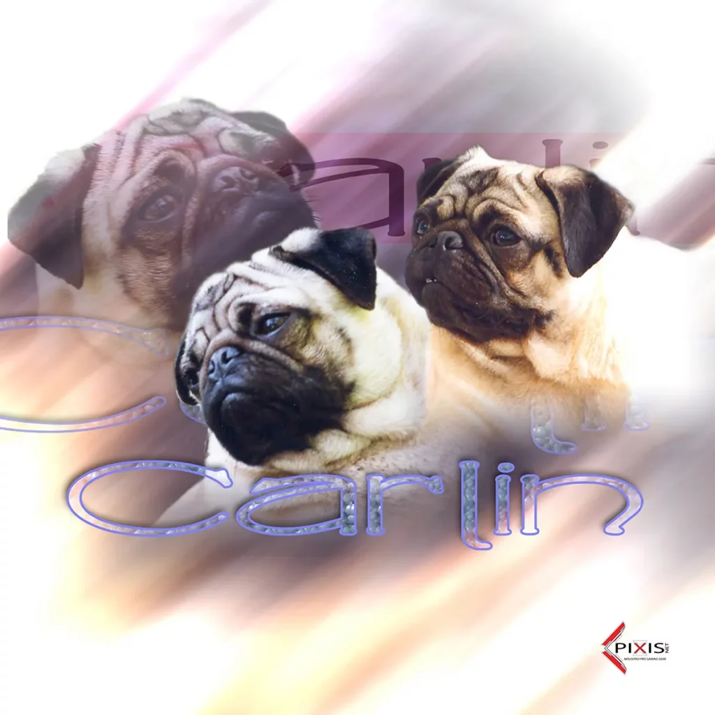 plaque attention chien carlin