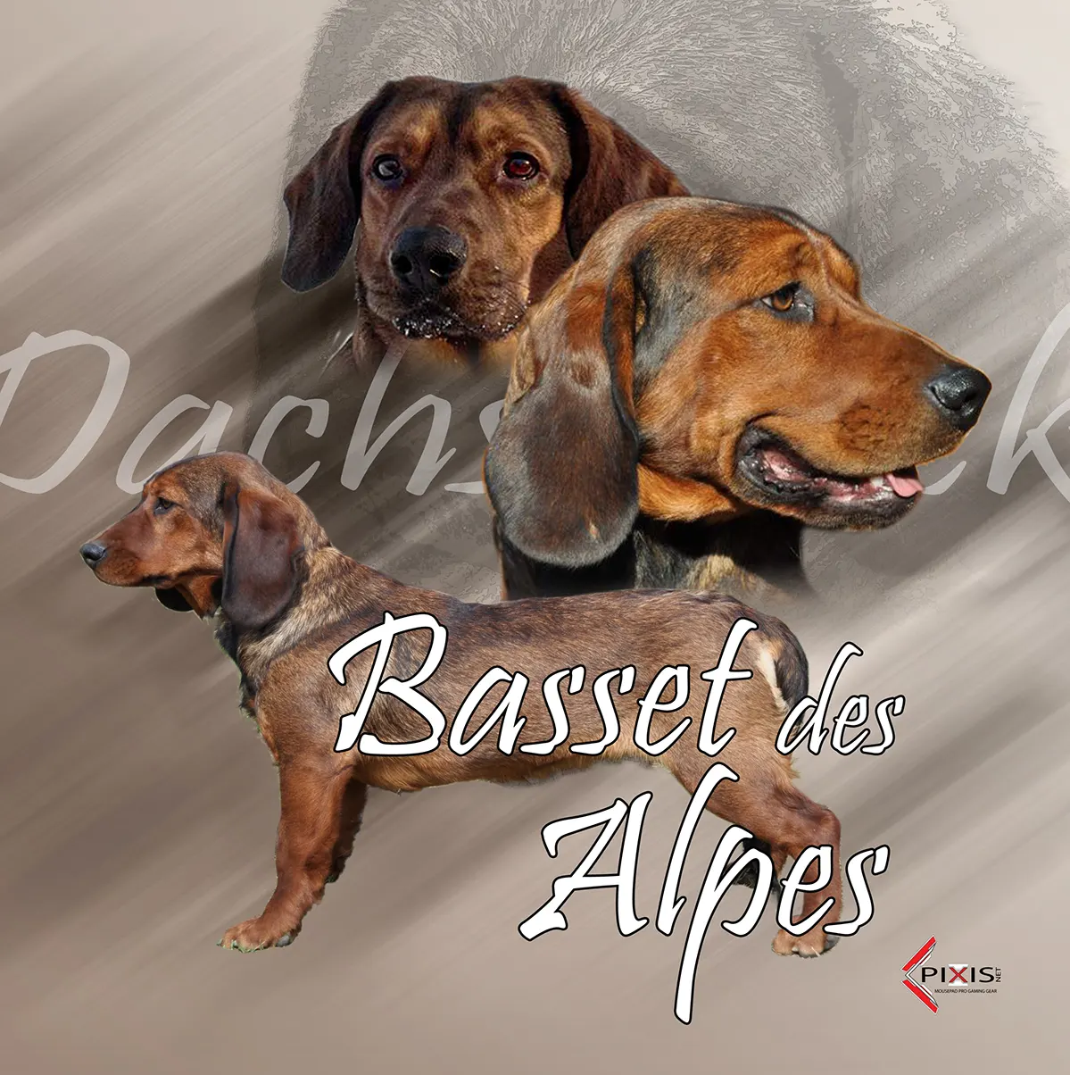 plaque attention chien basset des alpes
