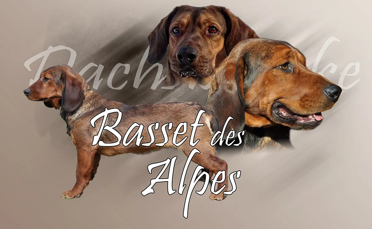 Basset des Alpes