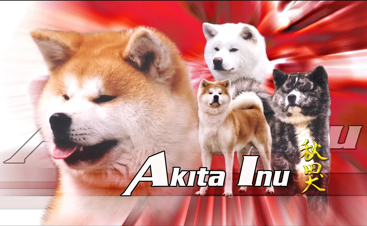 Akita Inu