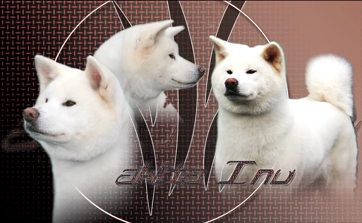 Akita Inu