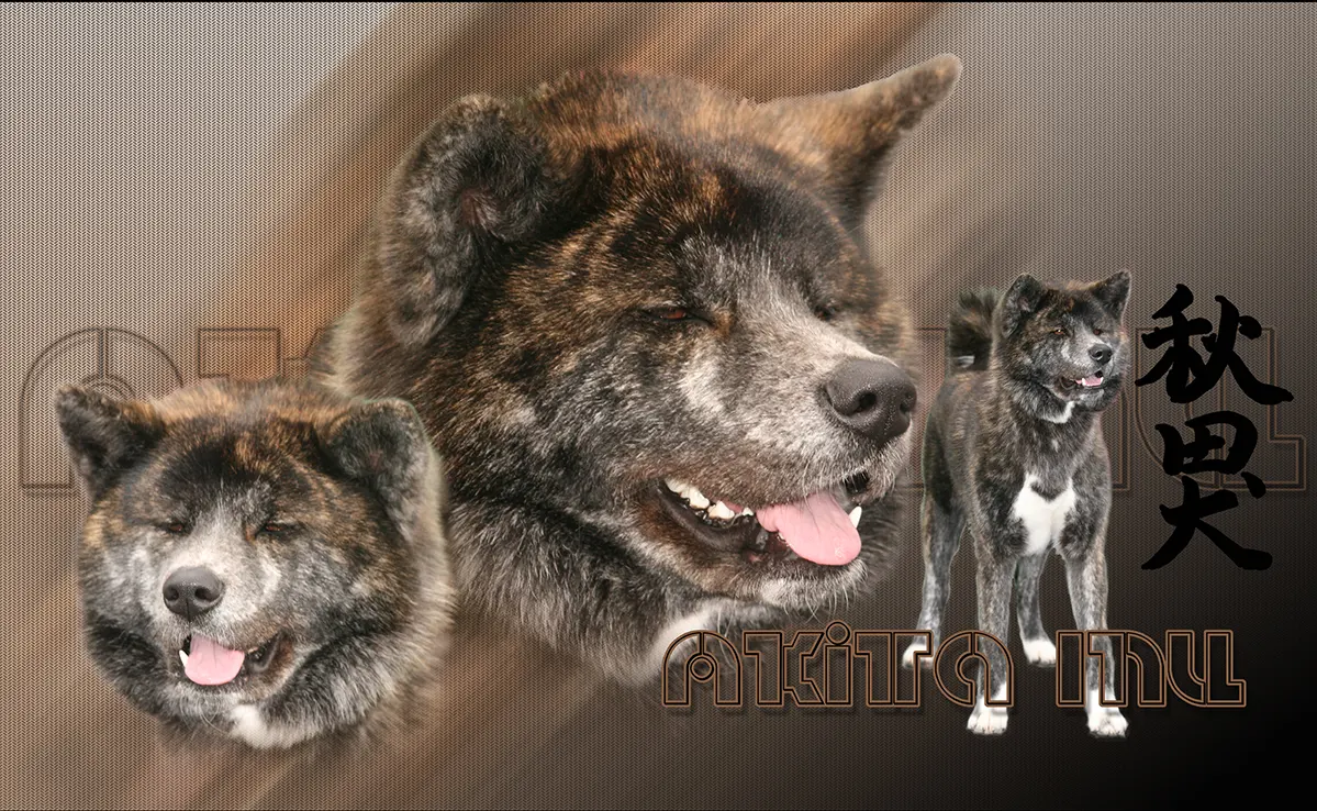 Akita Inu