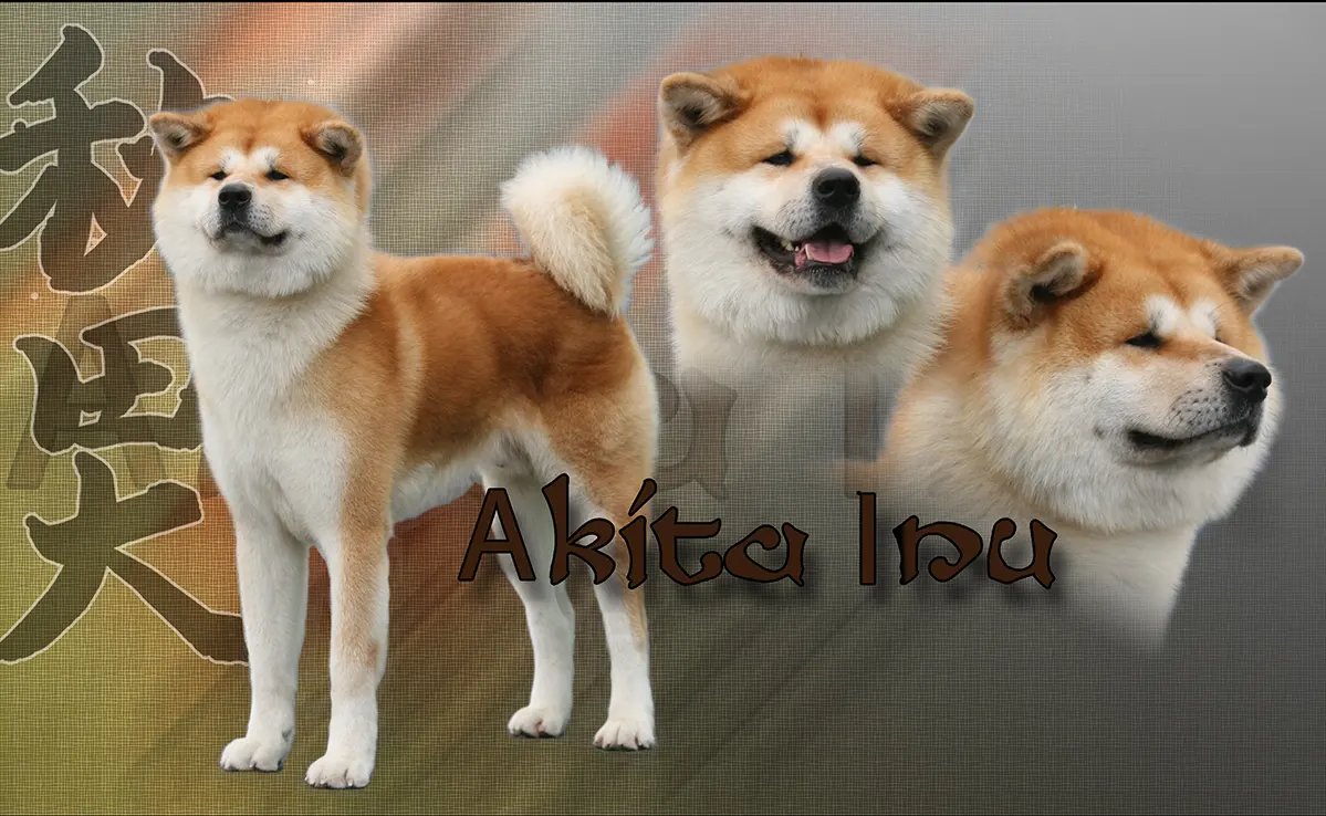 Akita Inu