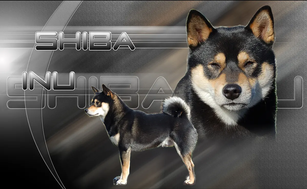 Shiba Inu