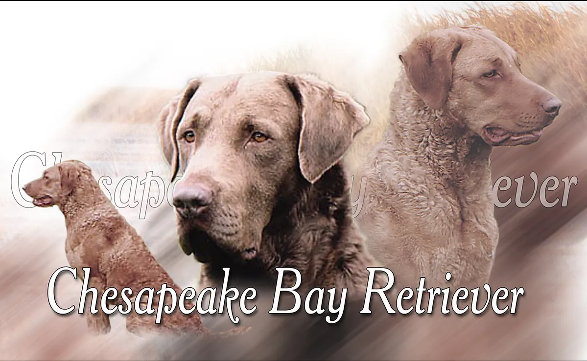 Chesapeake Bay Retriever