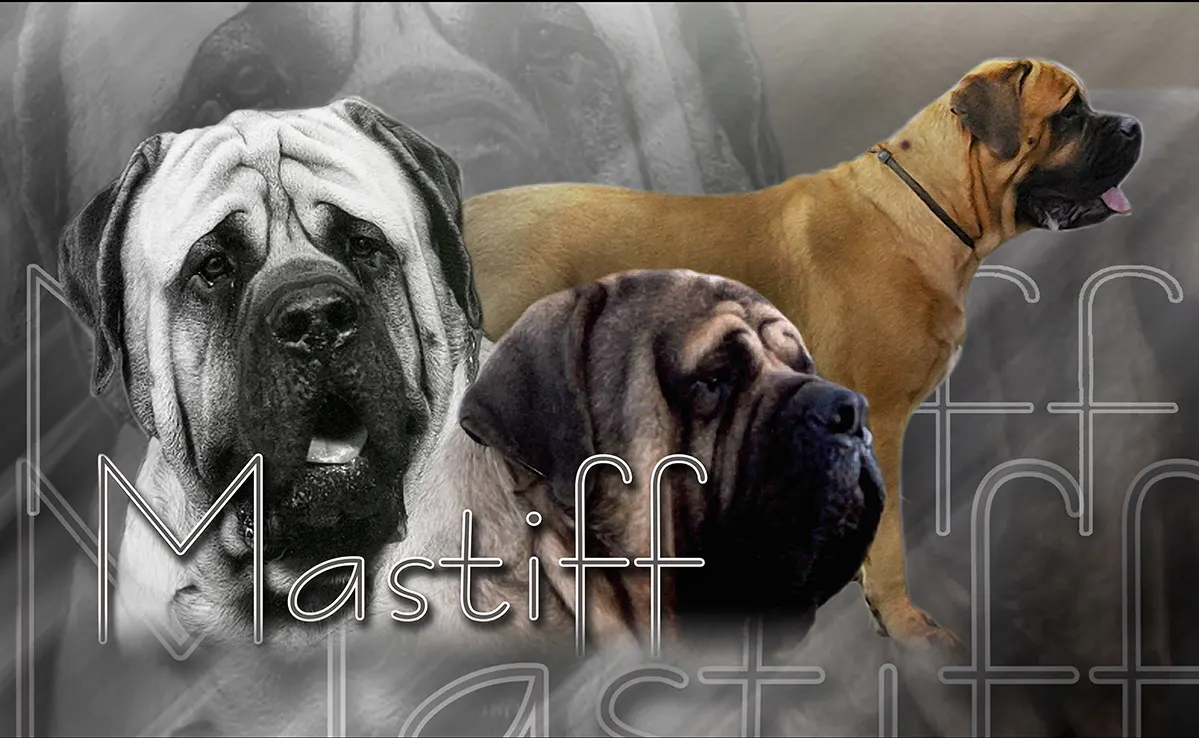 Mastiff