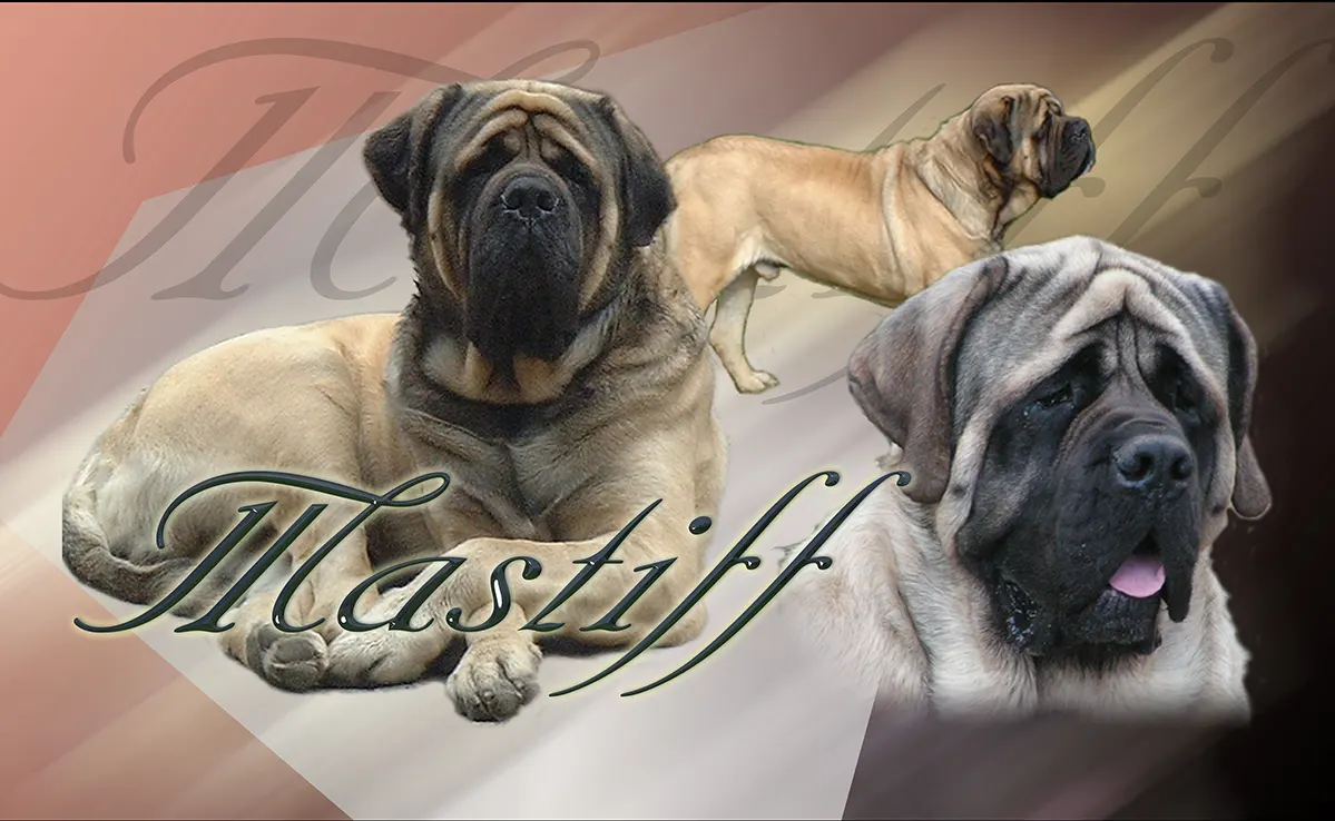 Mastiff
