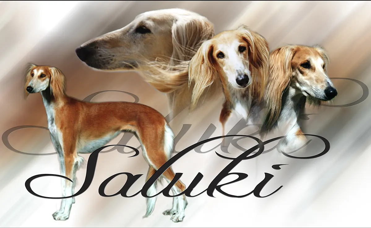 Saluki
