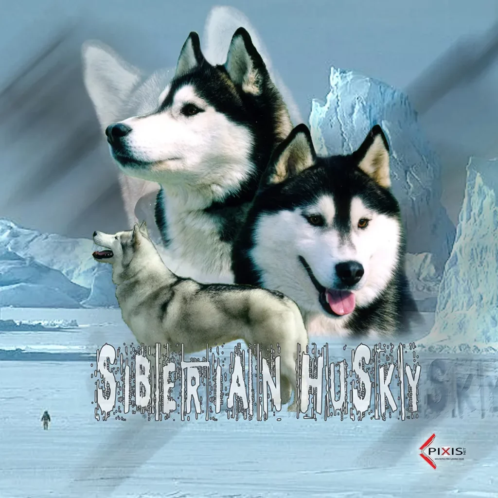 plaque attention chien husky