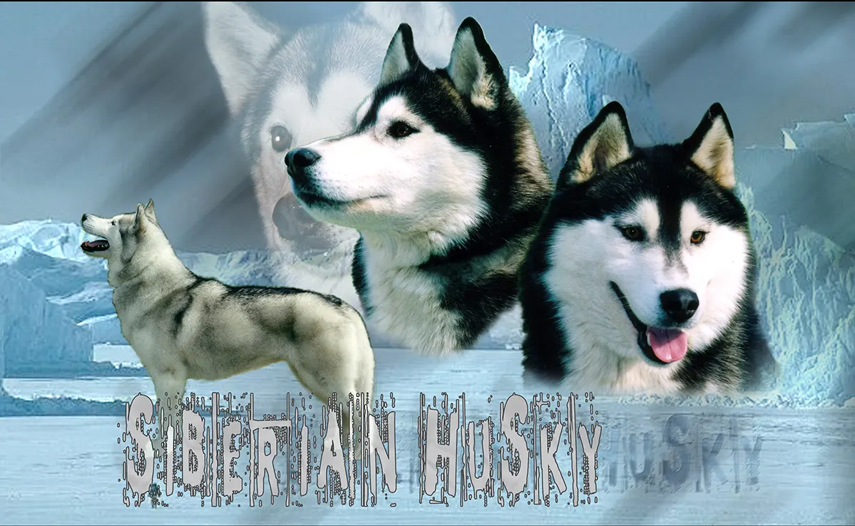 Husky