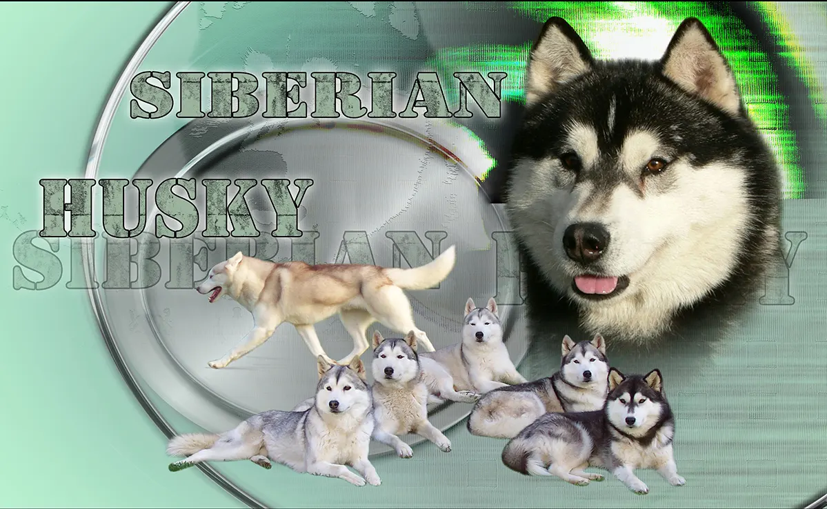 Husky