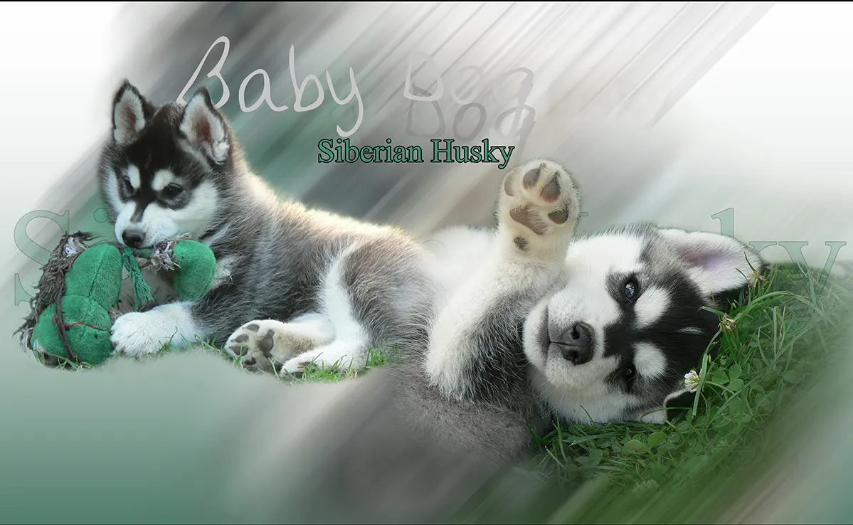 Husky