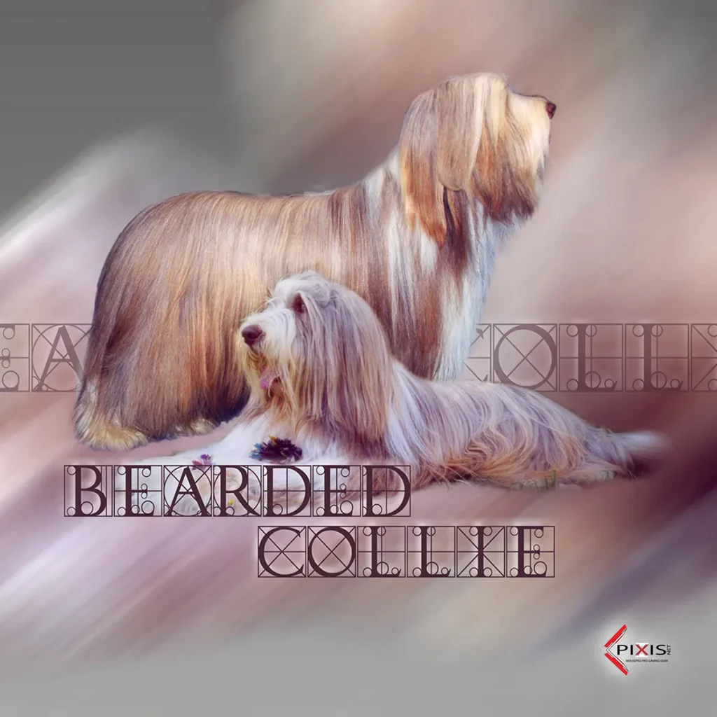 Bearded Collie plaque attention chien bearded collie