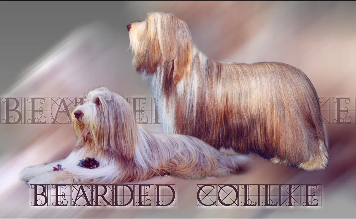 Bearded Collie