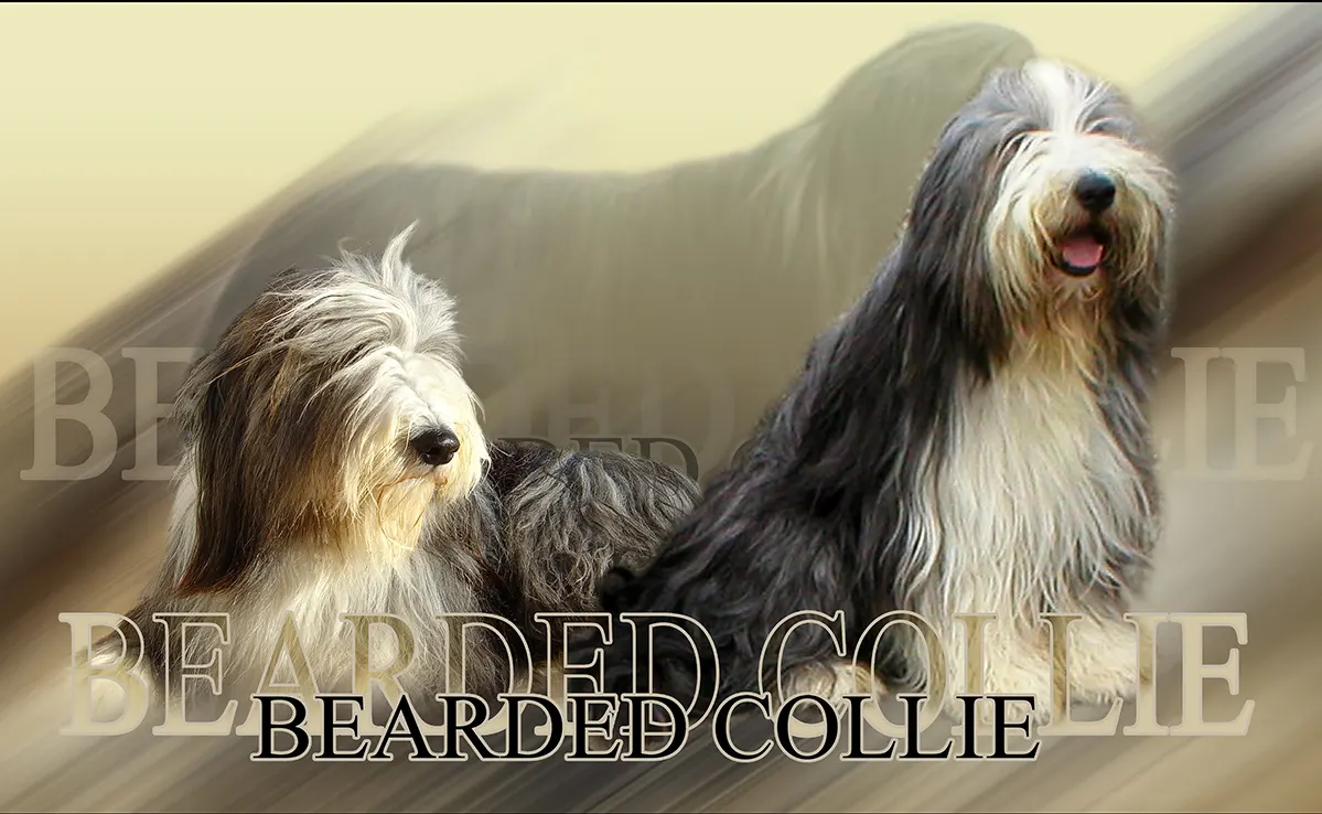 Bearded Collie
