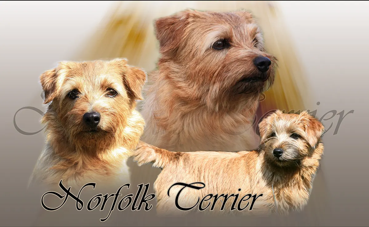 Norfolk Terrier