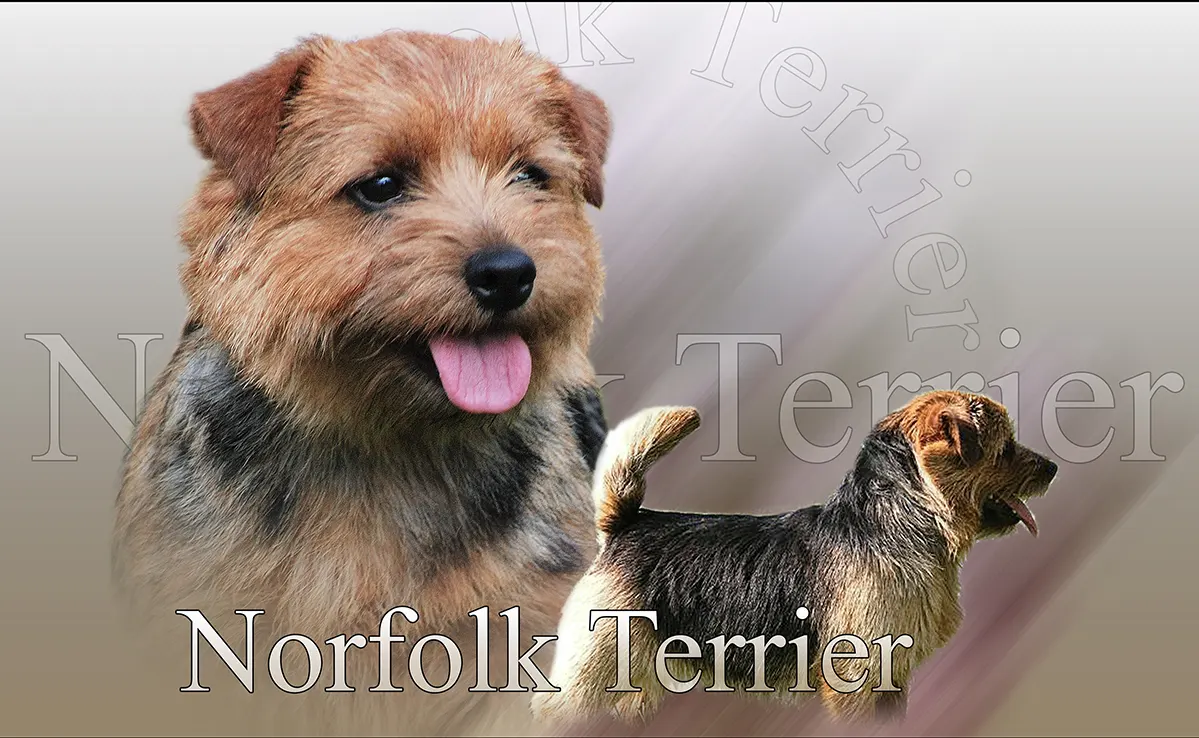 Norfolk Terrier