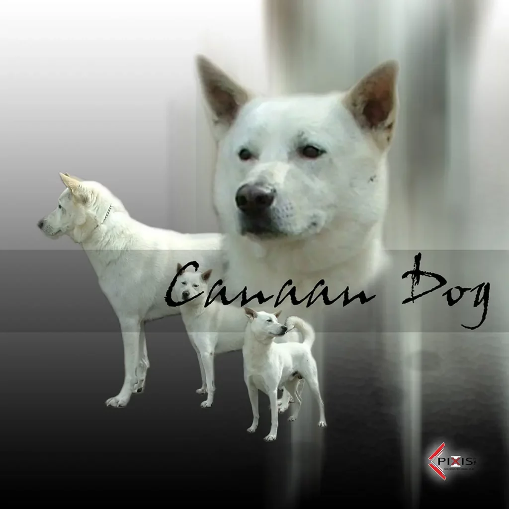 plaque attention chien canaan dog