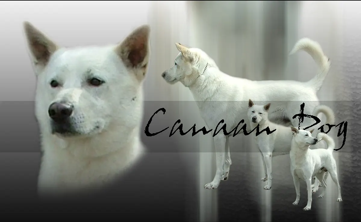 Canaan Dog
