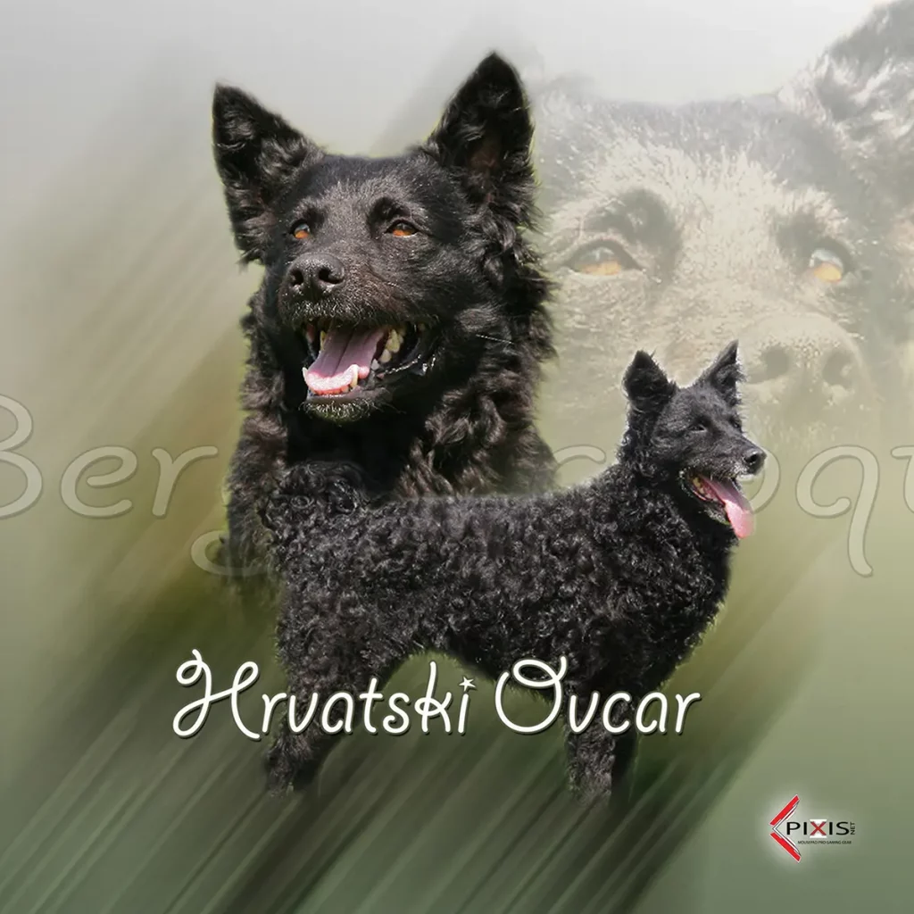 plaque attention chien berger croate