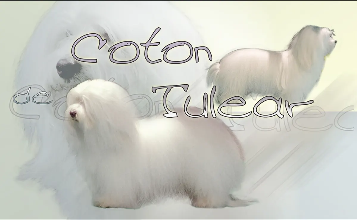 Coton De Tulear