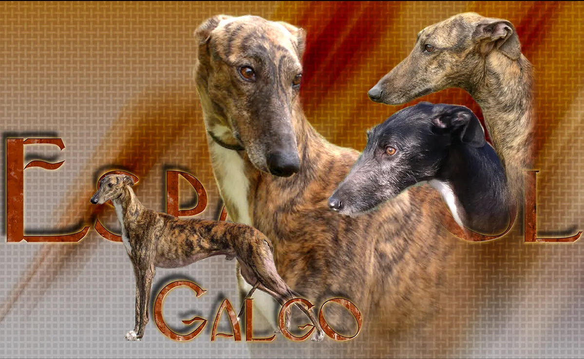 Galgo
