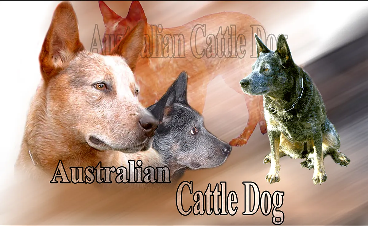 Bouvier Australien