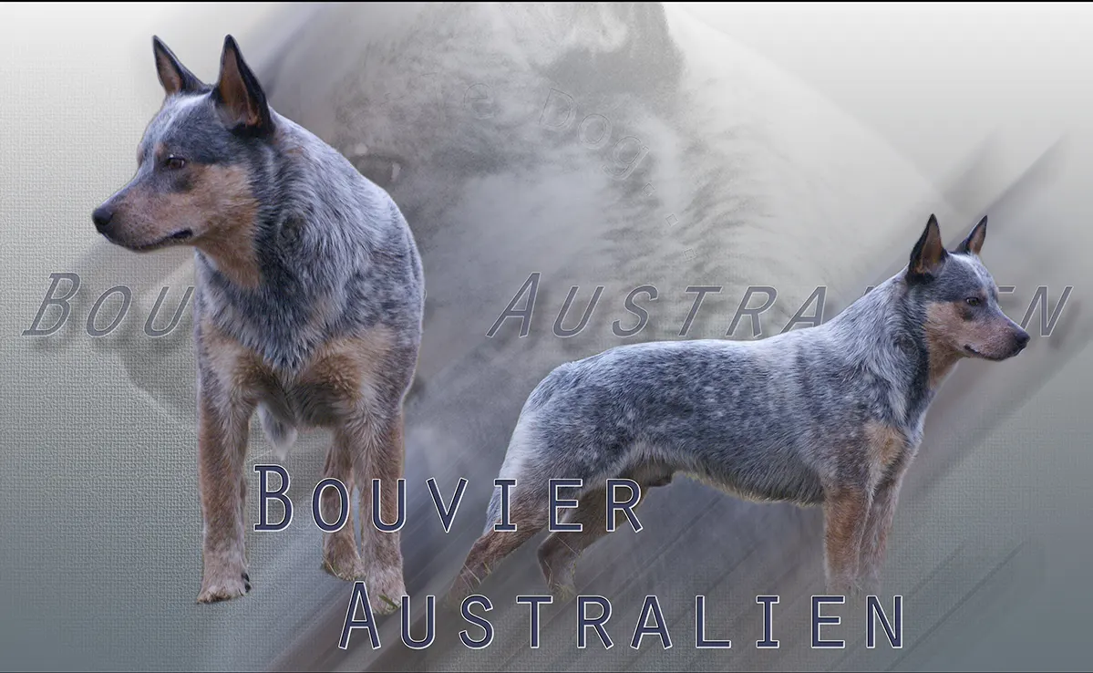 Bouvier Australien
