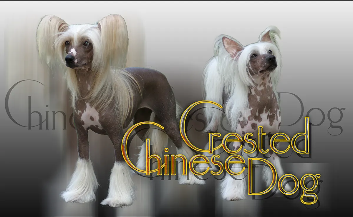 Chien Chinois