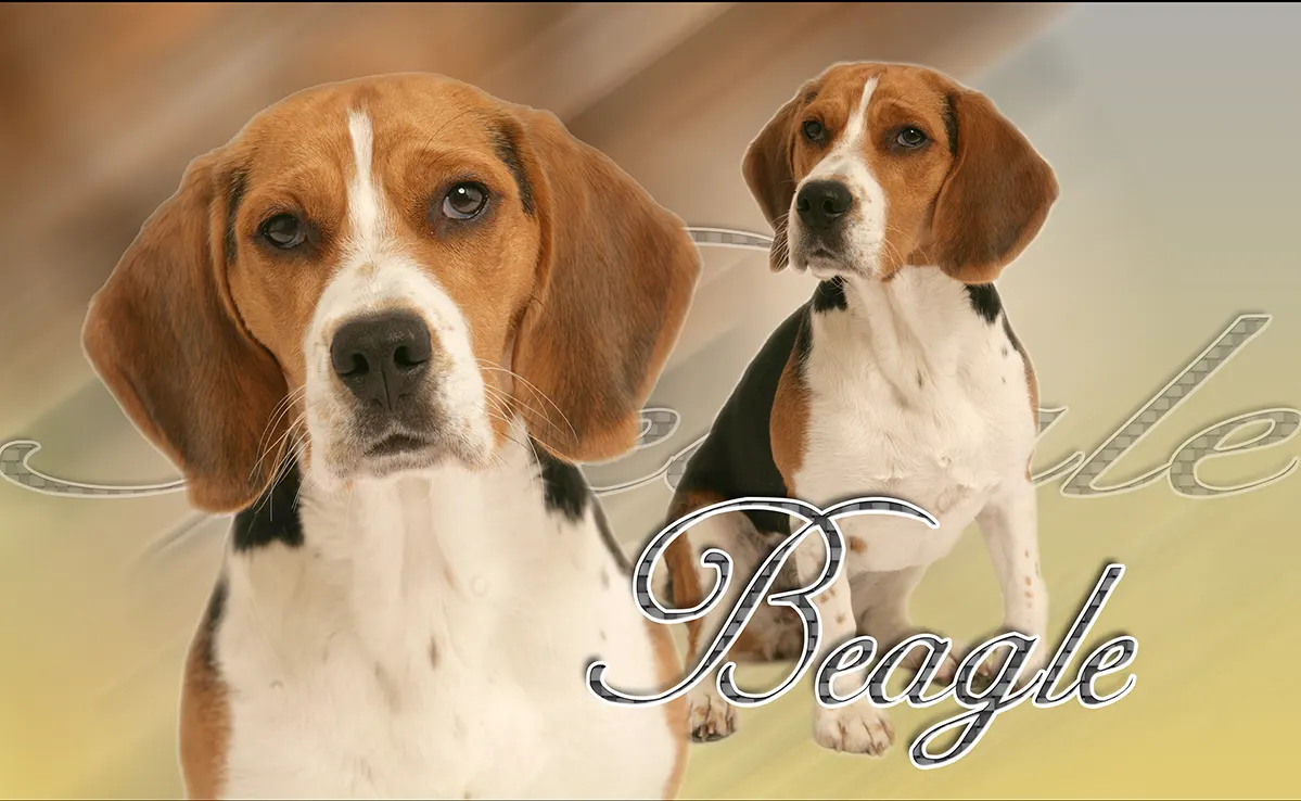 Beagle