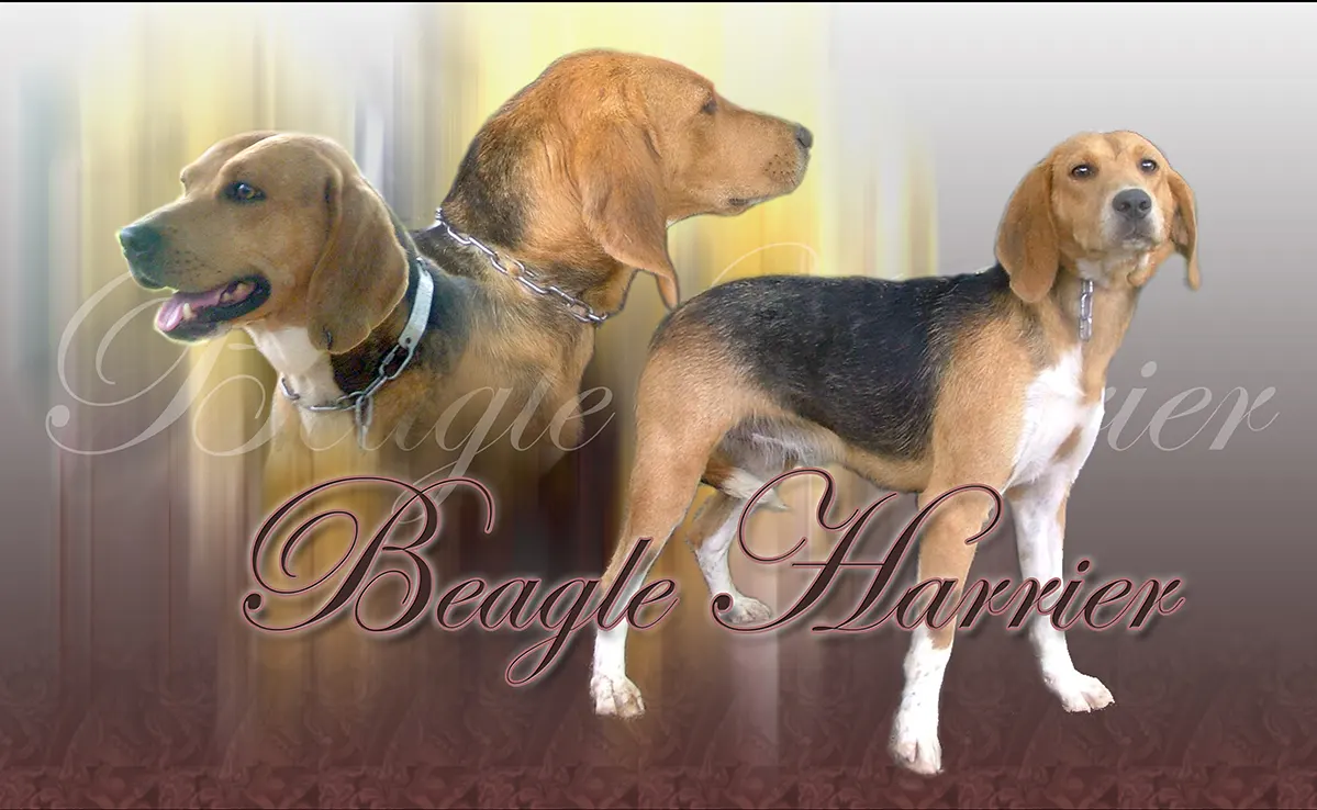 Beagle