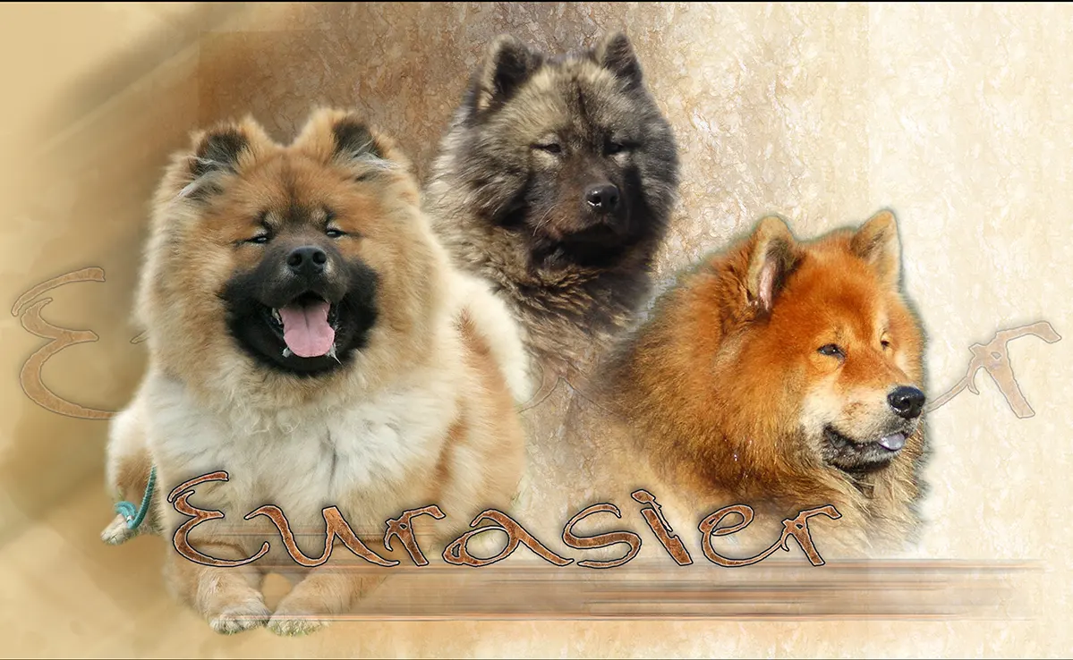 Eurasier
