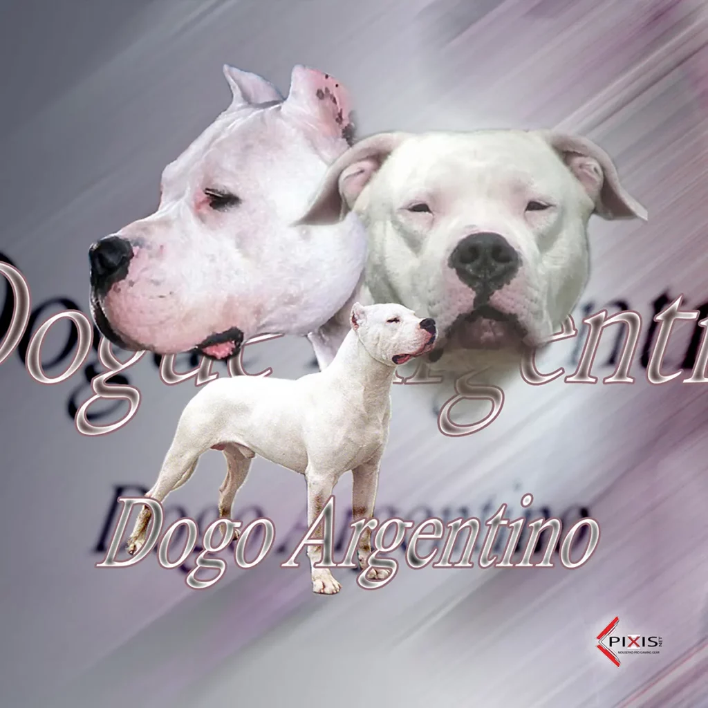 plaque attention chien dogue argentin