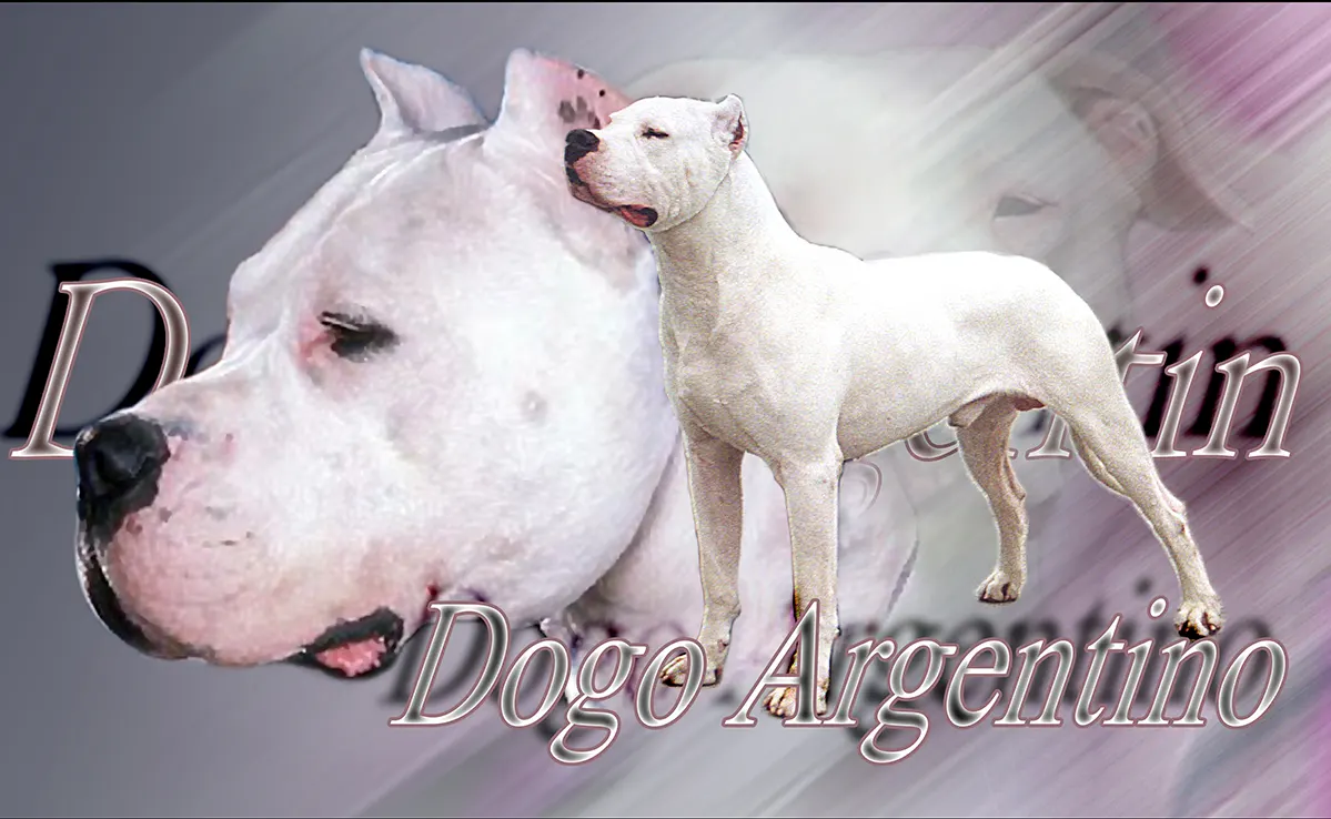 Dogue Argentin