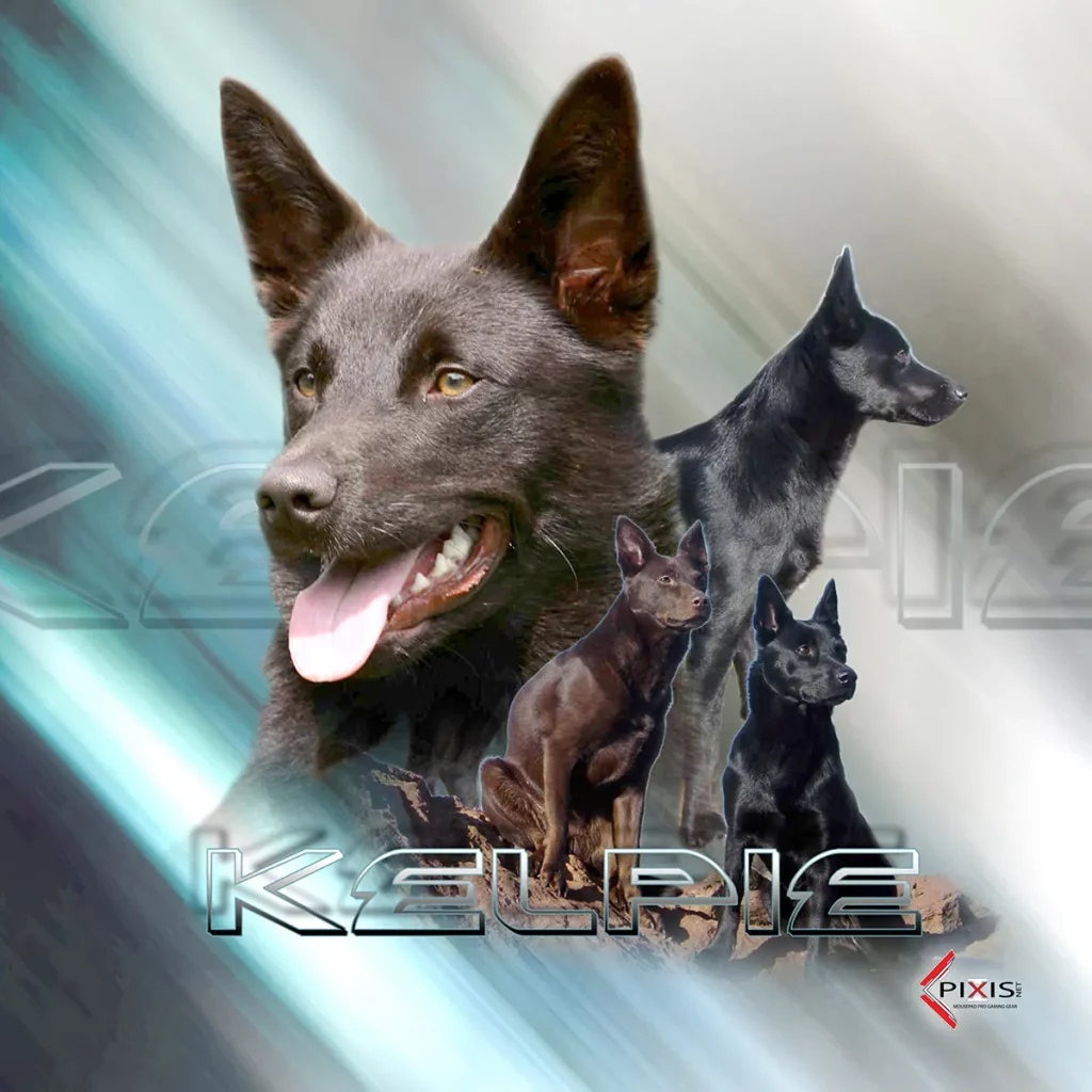 plaque attention chien kelpie