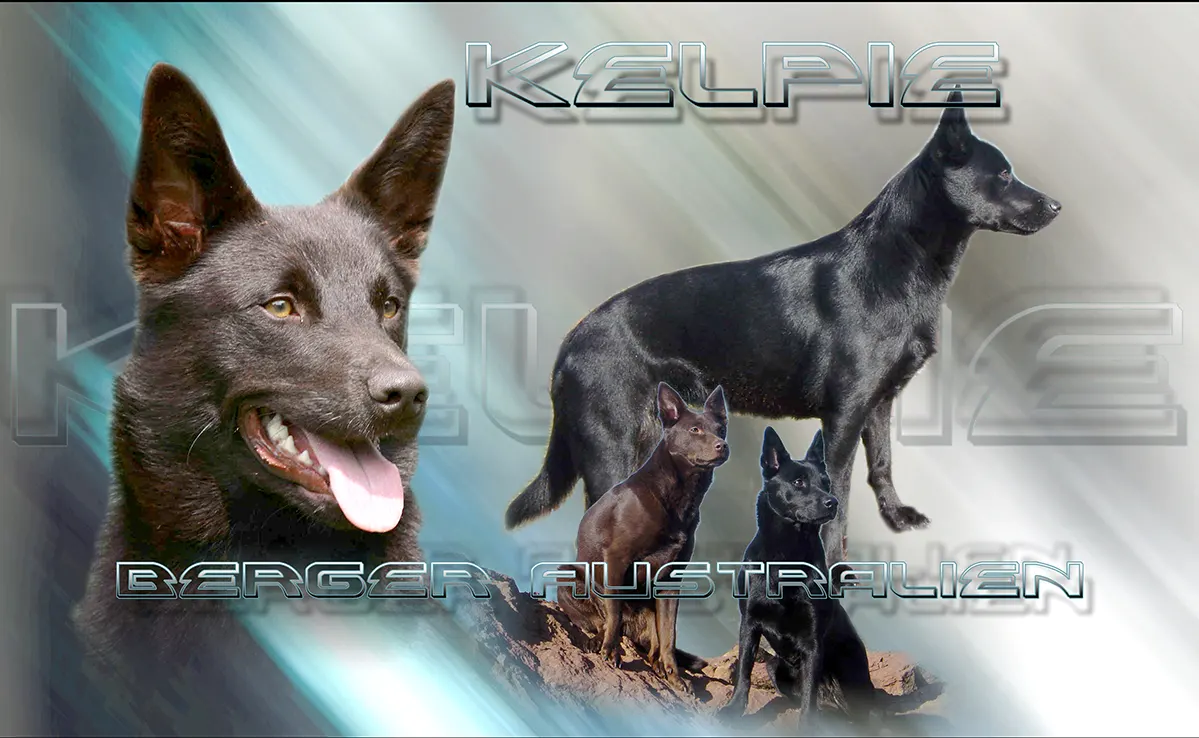 Kelpie