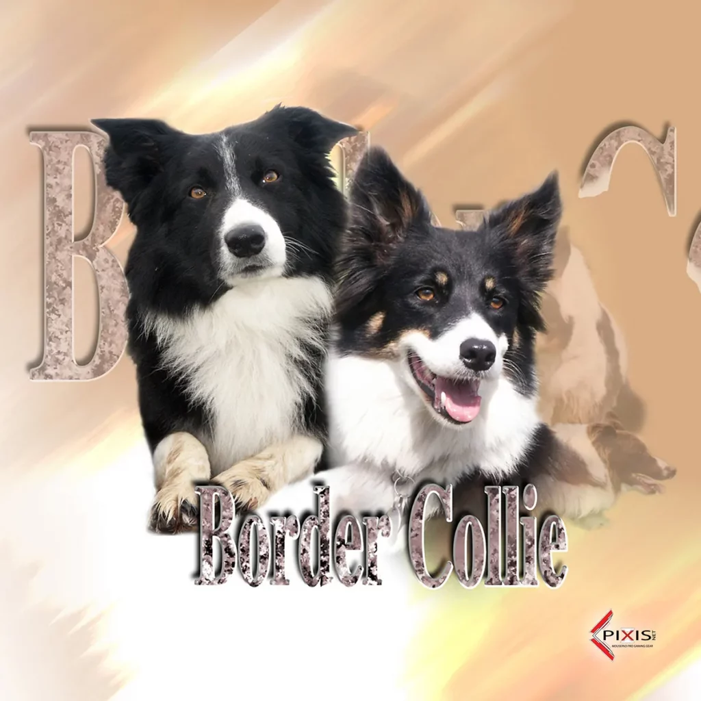 plaque attention chien border collie