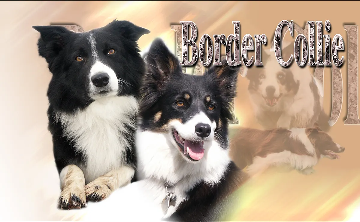 Border Collie