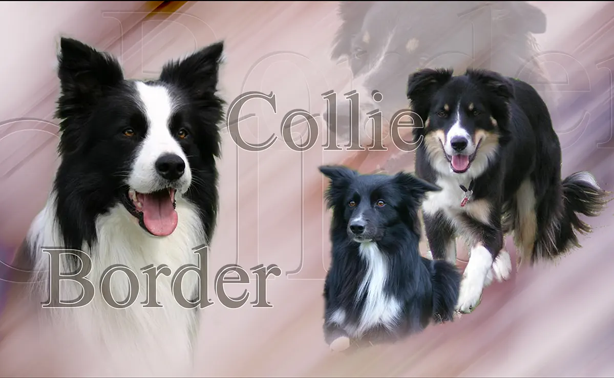 Border Collie