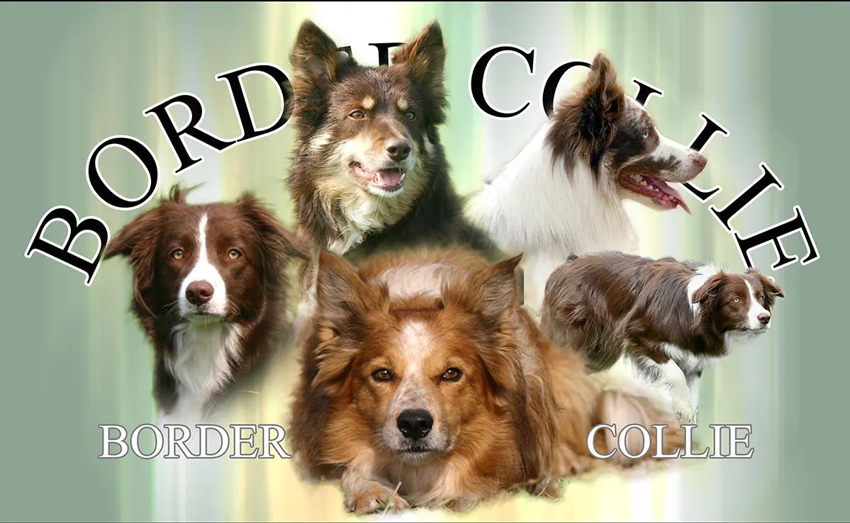 Border Collie