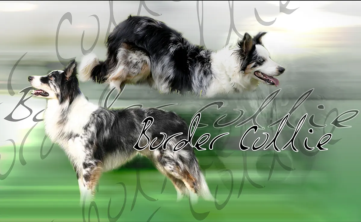 Border Collie