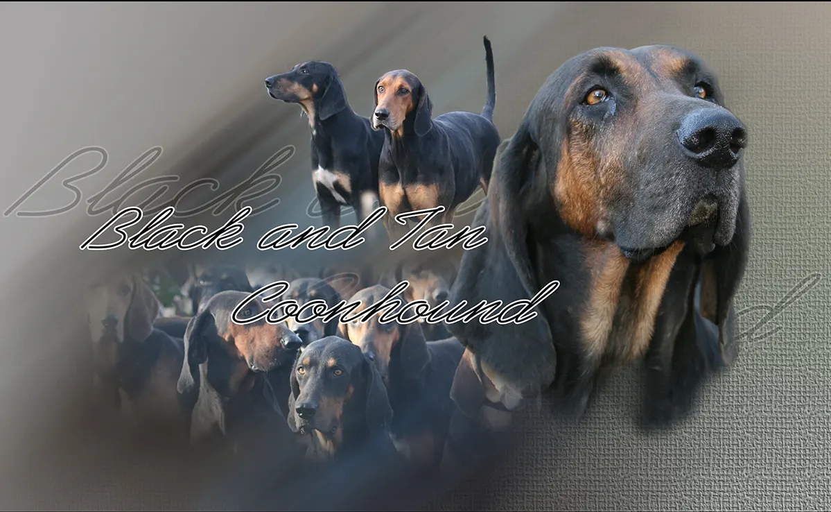 Black and Tan Coonhound