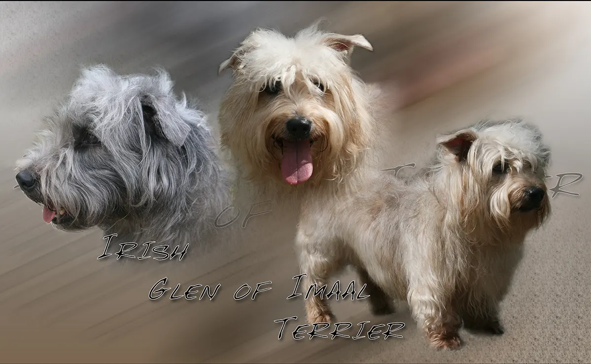 Irish Glen Of Imaal Terrier