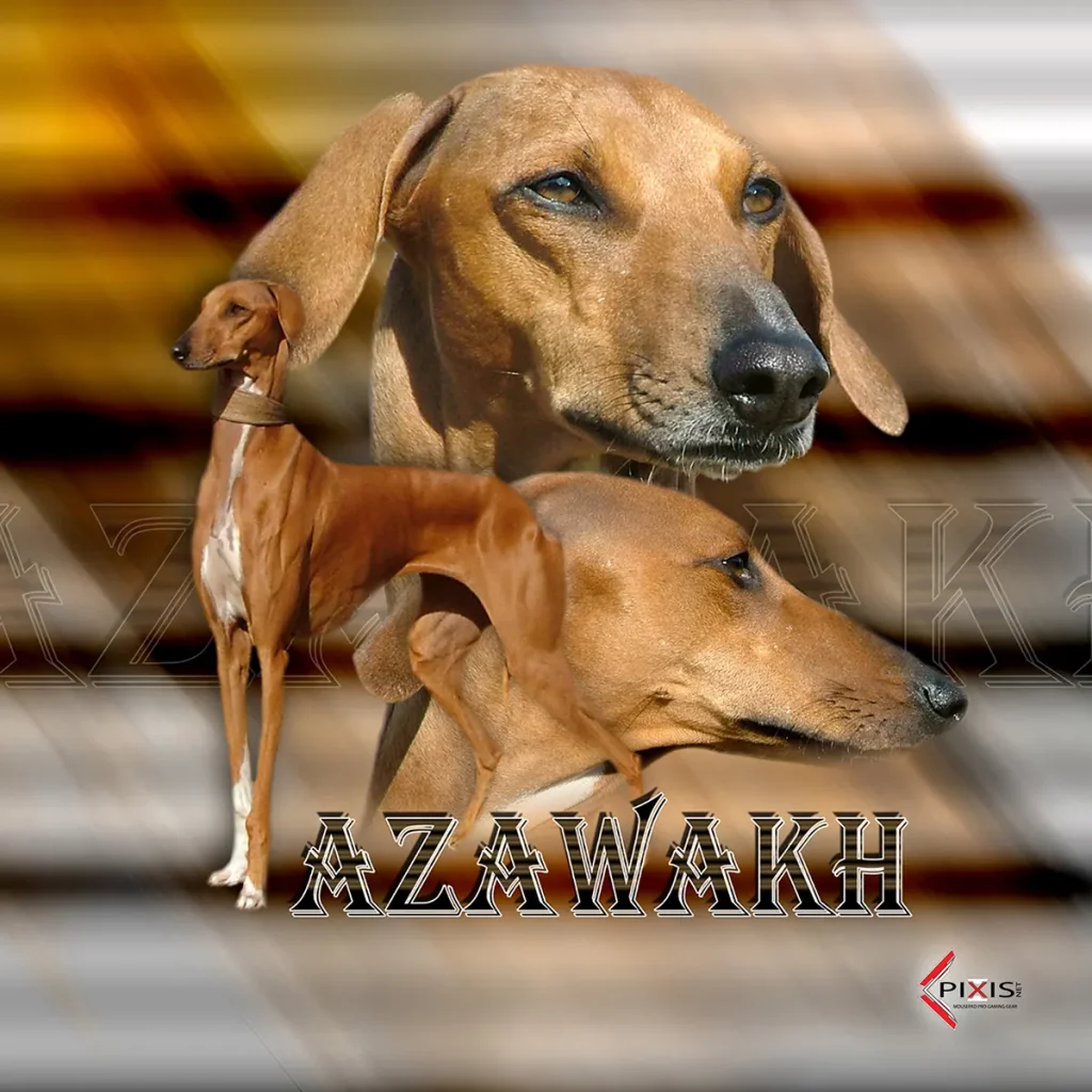 plaque attention chien azawakh